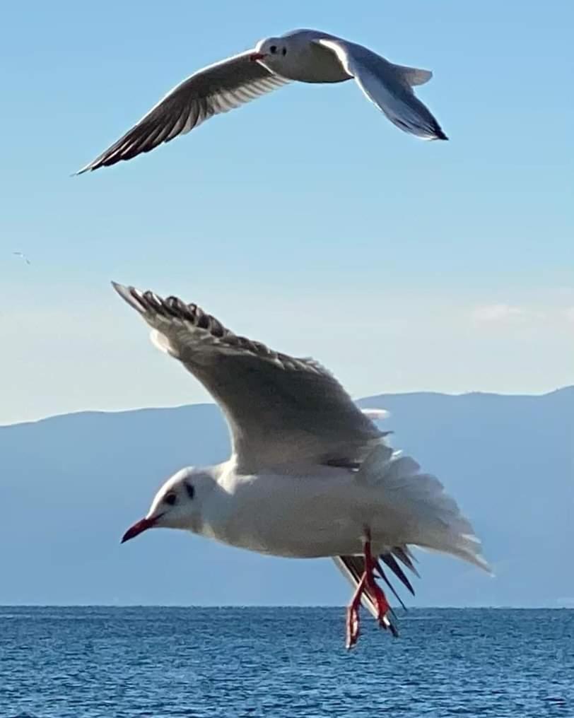 New Pogradec